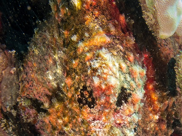 I am pretty sure this ugly mass is a Commerson's Frogfish May 20, 2015 1:30 PM : Diving, anglerfish, animal, antennariidae, bony fish, fish, frogfish, lophiiformes, osteichthyes