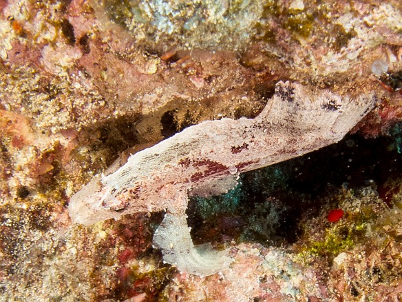 A white Leaf Scorpionfish May 20, 2015 1:39 PM : Diving, animal, bony fish, fish, leaf scorpionfish, osteichthyes, perciformes, scorpaenidae, scorpionfish, taenianotus triacanthus