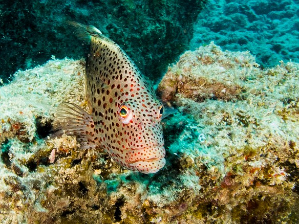 Blackside Hawkfish May 20, 2015 1:44 PM : Diving, Kauai : Maxine Klein