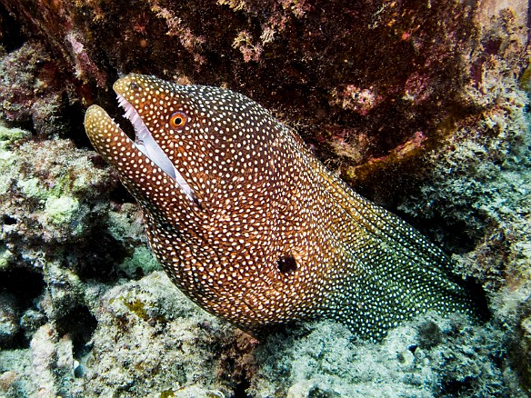 An adult Whitemouth Moray May 20, 2015 1:50 PM : Diving, anguilliformes, animal, bony fish, eel, fish, moray, muraenidae, osteichthyes
