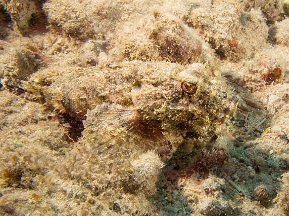 A Shortsnout Scorpionfish, yet another master of disguise May 20, 2015 2:41 PM : Diving, animal, bony fish, fish, osteichthyes, perciformes, scorpaenidae, scorpionfish
