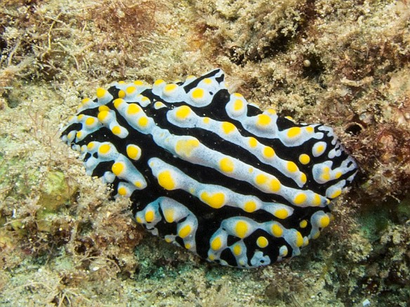 This Scrambled-Egg Nudibranch was rather large, almost 3" long May 20, 2015 2:52 PM : Diving, animal, fried egg nudibranch, gastropod, gastropoda, mollusca, mollusk, nudibranch, nudibranchia, phyllidia varicosa, phyllidiidae, scrambled egg nudibranch
