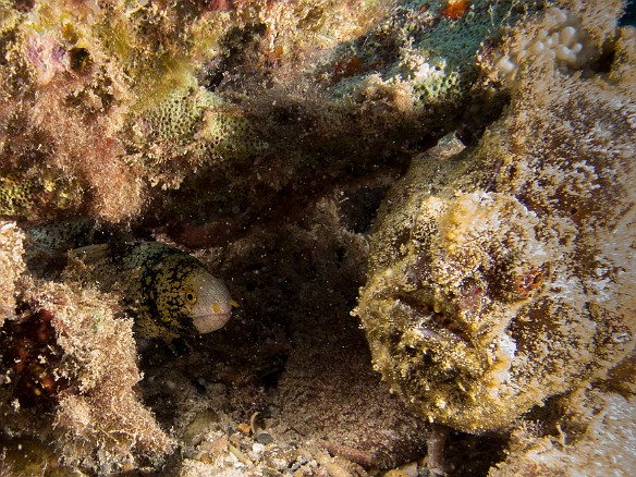 I was tracking this tiny Snowflake Moray Eel through the reef and positioned myself to patiently wait it out. I was completely oblivious to the Commerson's Frogfish lurking right outside its door and nearly bumped it with one of my strobes until I lifted my eyes from the viewfinder to realize the reason for the eel's shyness to emerge. May 20, 2015 3:02 PM : Diving, Instagram, Kauai, eel, moray