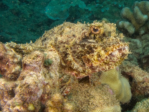 My diving on this trip ended with finding this Titan Scorpionfish posed for its beauty shot May 20, 2015 3:15 PM : Diving, Kauai, scorpionfish