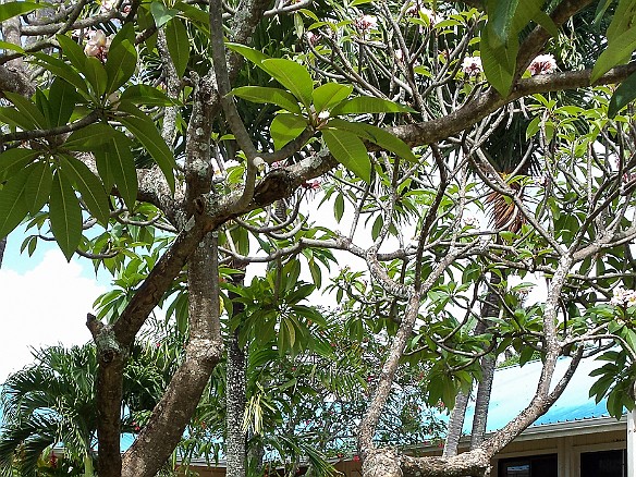 We arrived in Kauai from Honolulu on Saturday, where we met up with Billy and Becky who had flown in the day before. Grabbing lunch on our way up to Princeville, we discovered that Kauai helpfully provides identification signs for the endemic flora. The Noclimb Tree is found nowhere else in the world. May 9, 2015 2:40 PM
