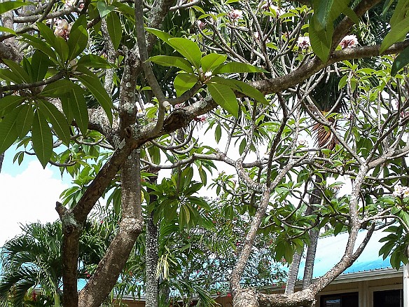 We arrived in Kauai from Honolulu on Saturday, where we met up with Billy and Becky who had flown in the day before. Grabbing lunch on our way up to Princeville, we discovered that Kauai helpfully provides identification signs for the endemic flora. The Noclimb Tree is found nowhere else in the world. May 9, 2015 2:40 PM : Kauai : Debra Zeleznik,David Zeleznik,Jawea Mockabee,Maxine Klein,Mary Wilkowski