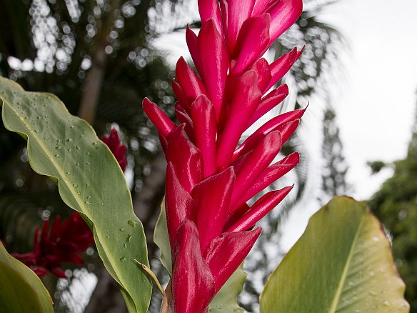 Torch ginger outside our door May 10, 2015 4:17 PM : Kauai : Debra Zeleznik,David Zeleznik,Jawea Mockabee,Maxine Klein,Mary Wilkowski