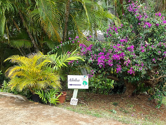 Aloha signs guide the way to Auntie Angeline's May 11, 2015 12:06 PM