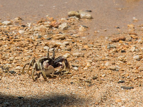 The crabs were also digging the sun... May 19, 2015 1:49 PM