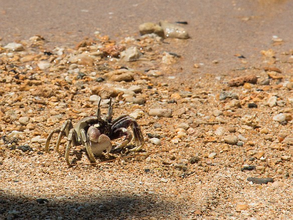 The crabs were also digging the sun... May 19, 2015 1:49 PM : Kauai : Debra Zeleznik,David Zeleznik,Jawea Mockabee,Maxine Klein,Mary Wilkowski