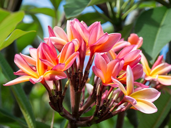 A stand of plumeria trees surrounded one of the greens May 21, 2015 5:35 PM : Kauai : Debra Zeleznik,David Zeleznik,Jawea Mockabee,Maxine Klein,Mary Wilkowski