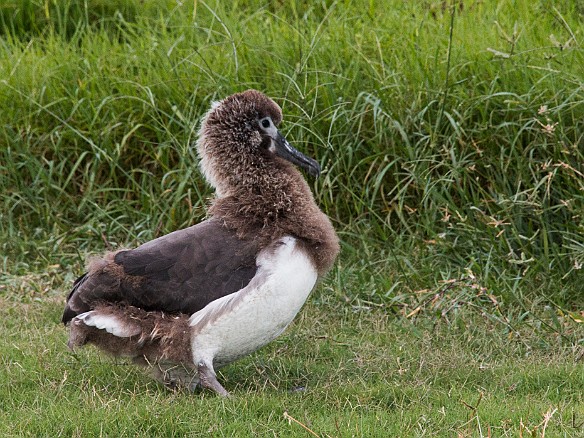 Baby albatross nesting on the course May 21, 2015 6:35 PM : Kauai : Debra Zeleznik,David Zeleznik,Jawea Mockabee,Maxine Klein,Mary Wilkowski