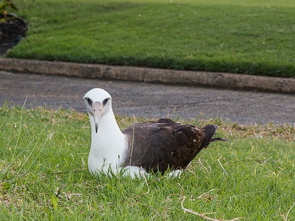 And momma albatross keeping watch May 21, 2015 6:41 PM