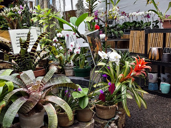 The alley between the buildings is sheltered by plastic sheeting and filled to the brim with orchids of every imagineable variety May 22, 2015 12:13 PM