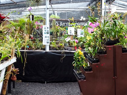 Max makes the shipping arrangements for the orchids we selected. They arrived several days after we returned home. Having shipped many over the years, we were extremely impressed with the care taken in the packing, not a single bloom was disturbed or out of place. May 22, 2015 12:12 PM : Maxine Klein