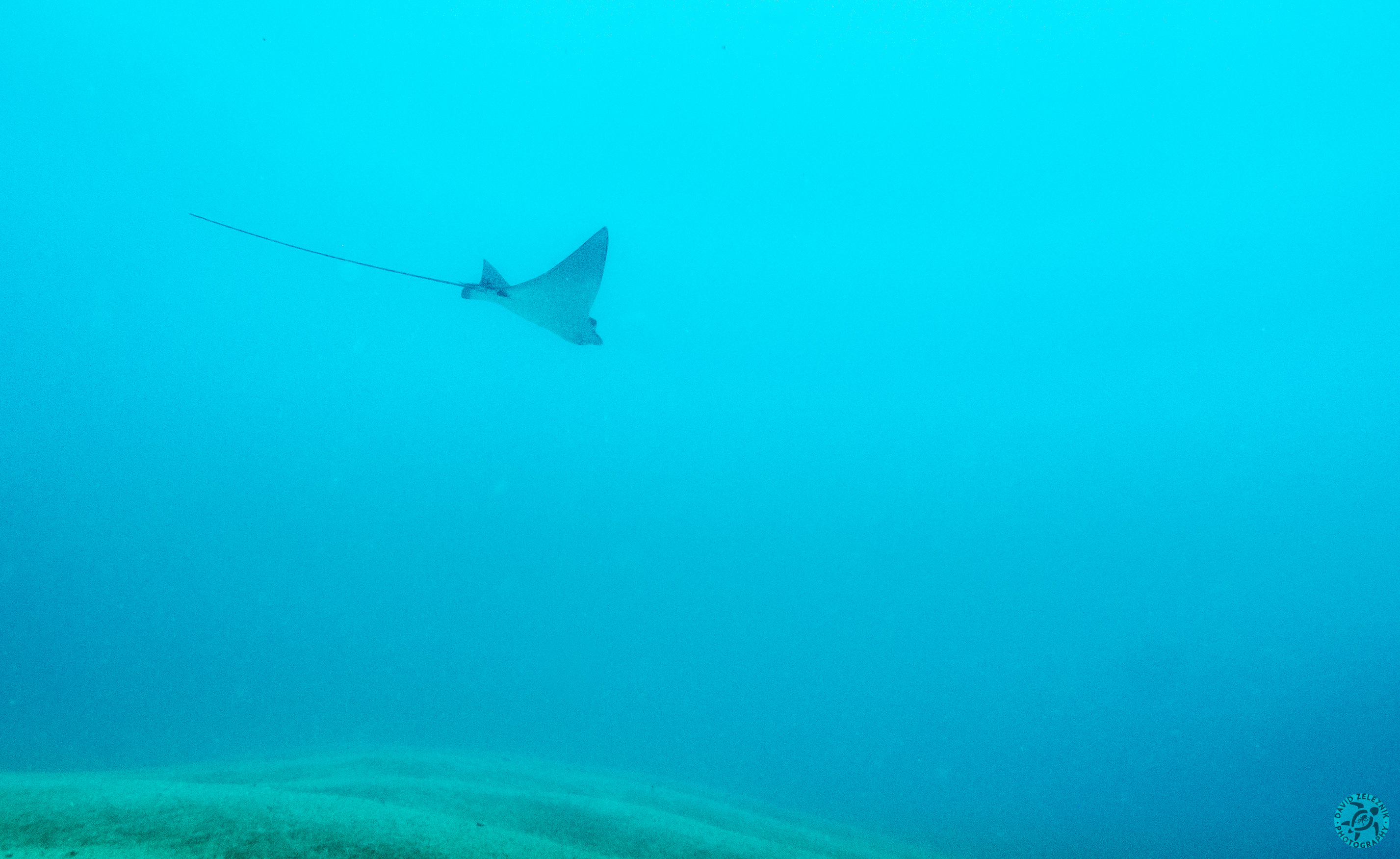 Spotted Eagle Ray<br/><small>Tunnels Reef, Kauai</small>