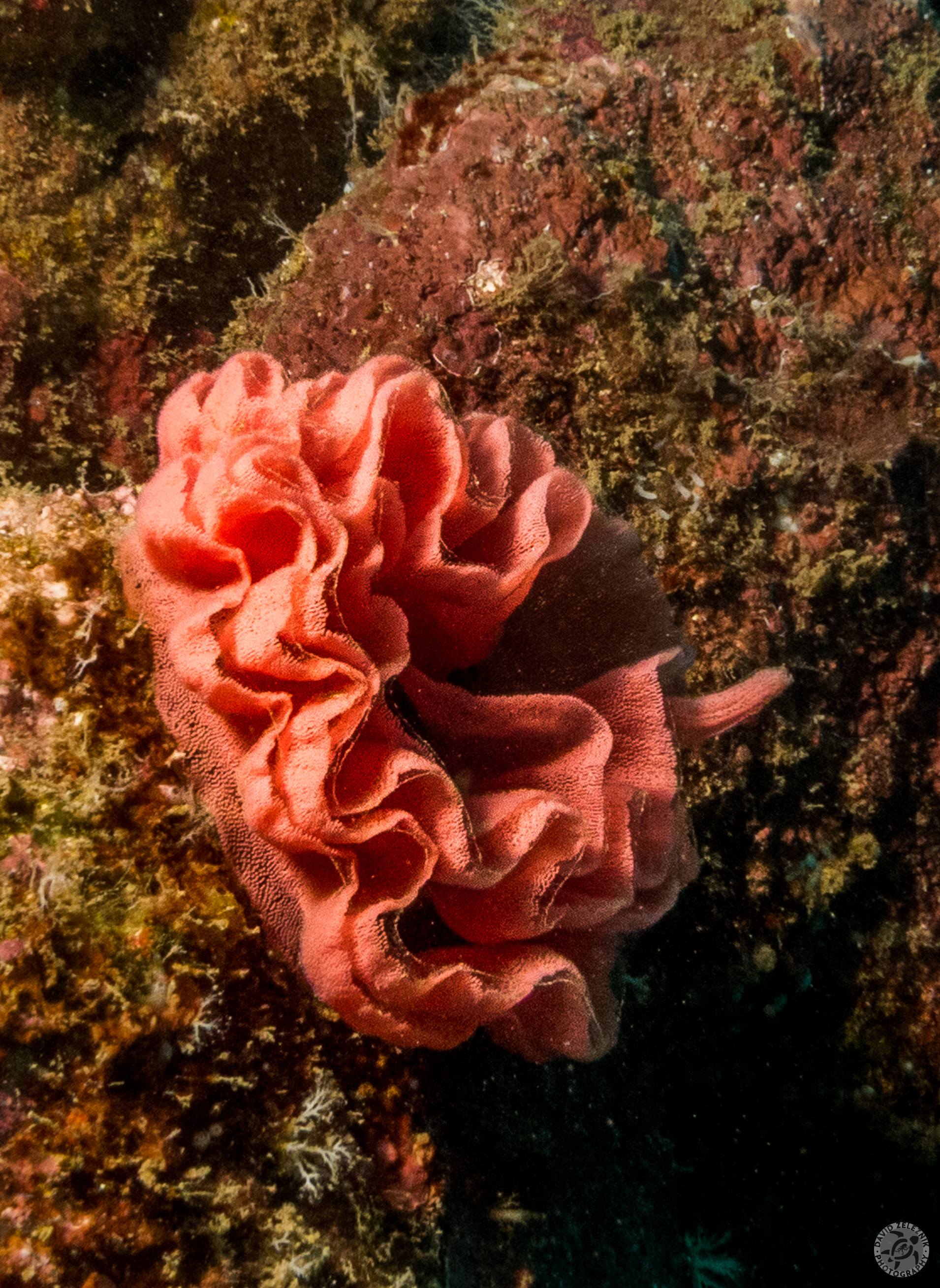 KauaiDiving2016-022
