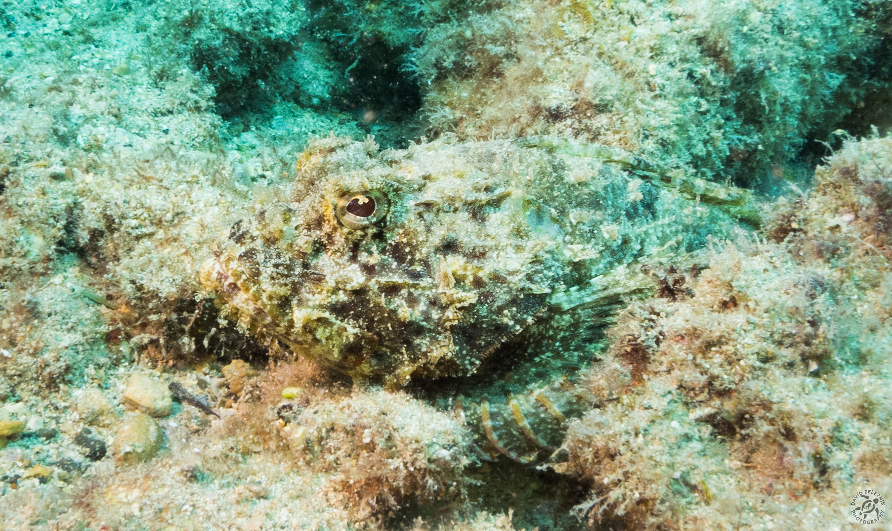 KauaiDiving2016-040