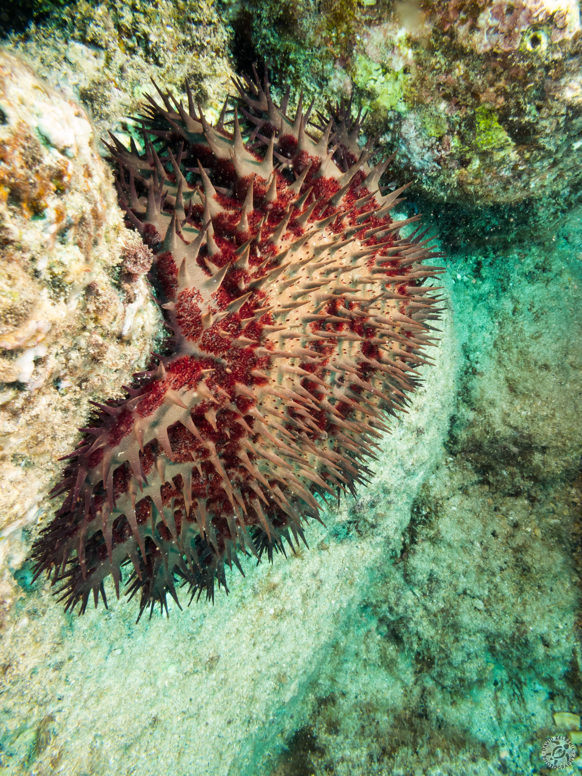Crown of Thorns star<br/><small>Koloa Landing dive site, Kauai</small>