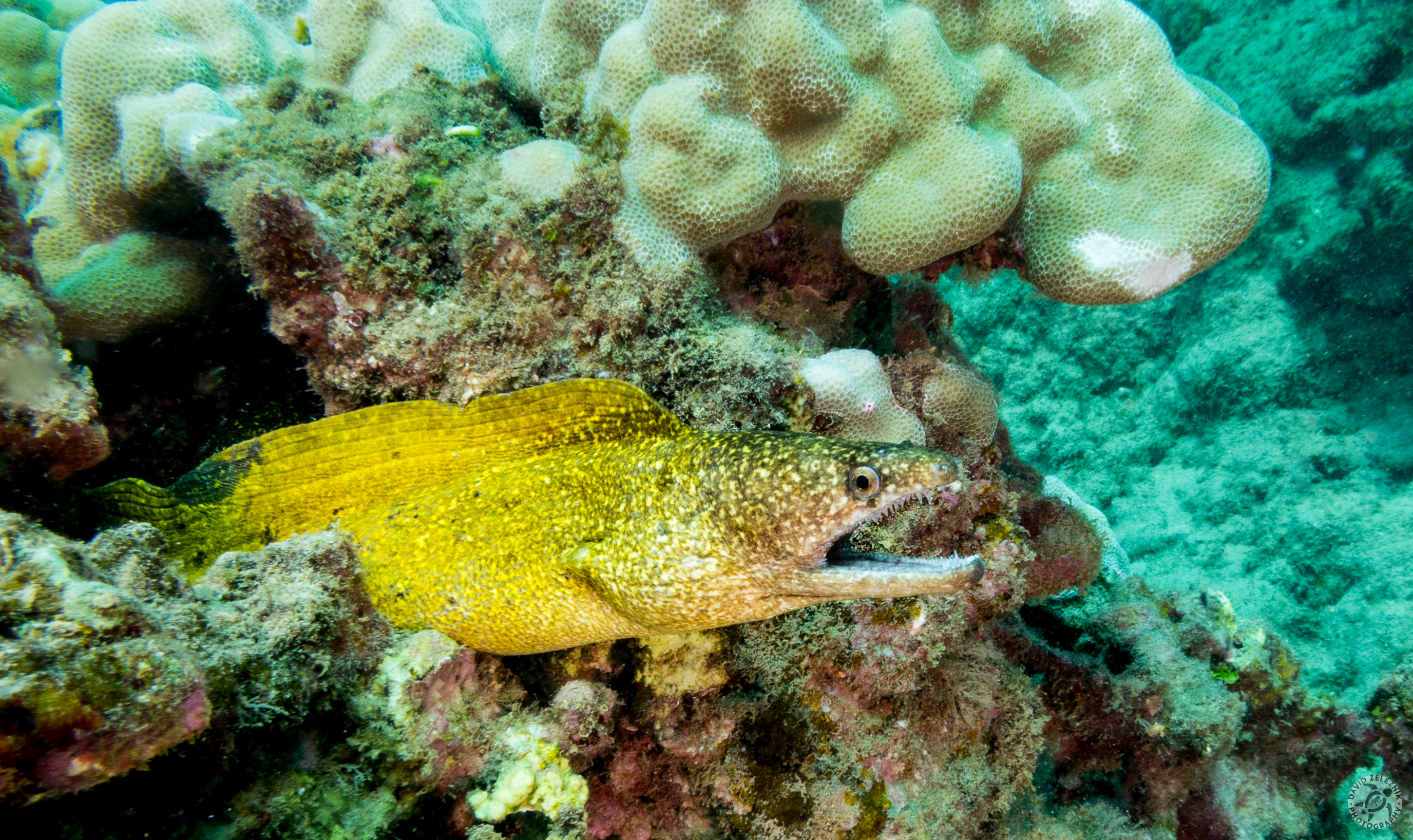 Stout Moray<br/><small>Koloa Landing dive site, Kauai</small>