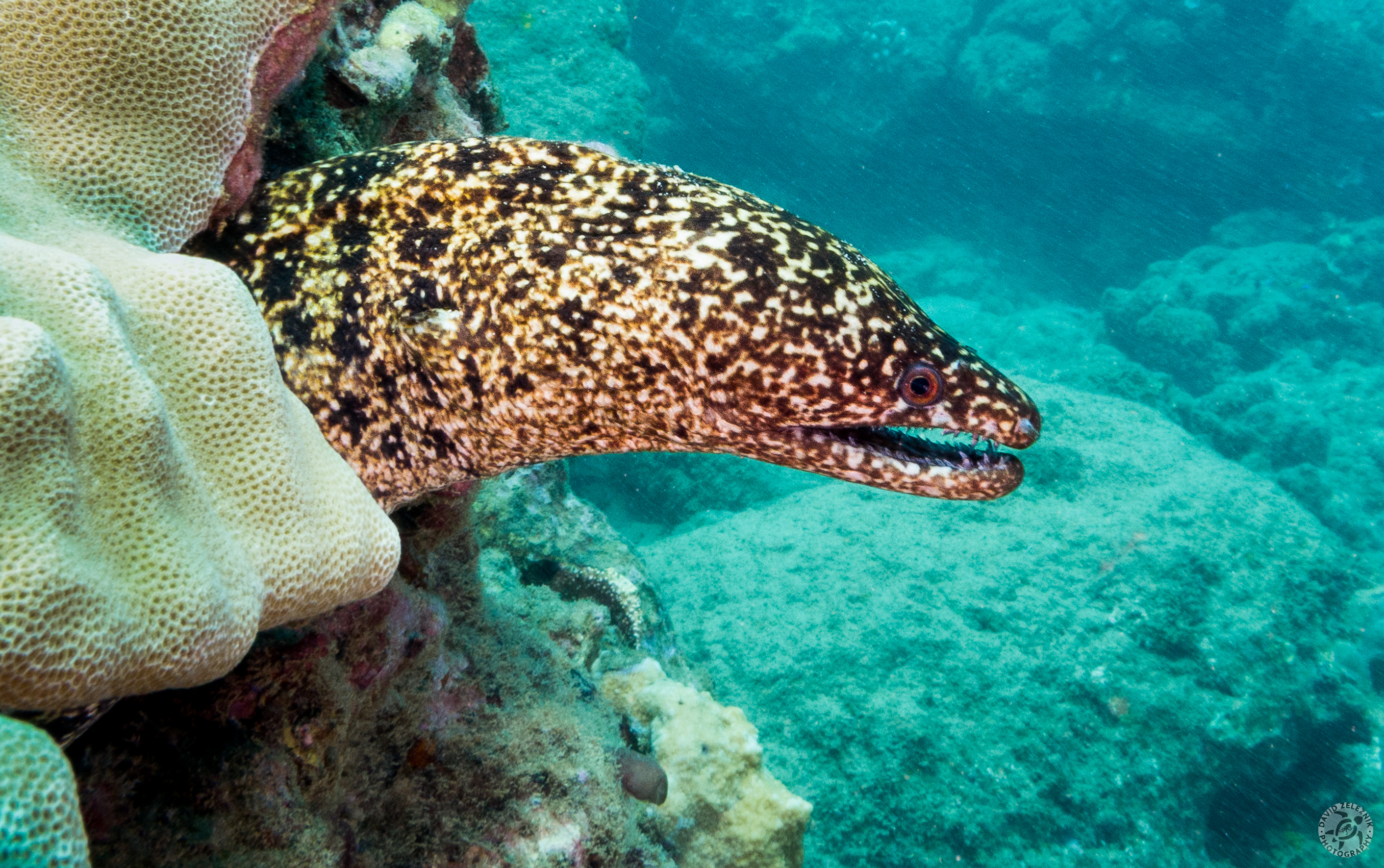 Stout Moray<br/><small>Koloa Landing dive site</small>