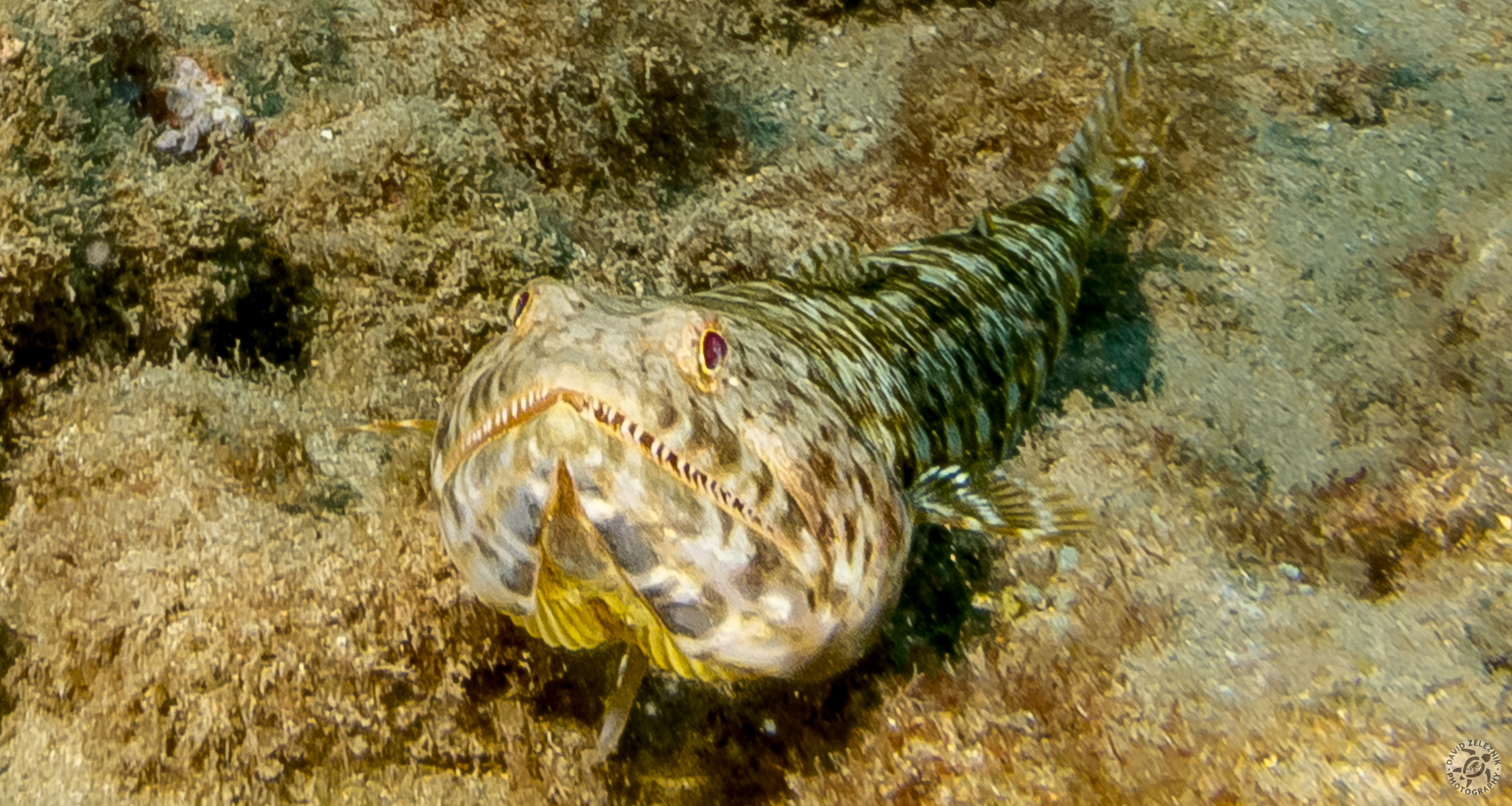 KauaiDiving2016-071