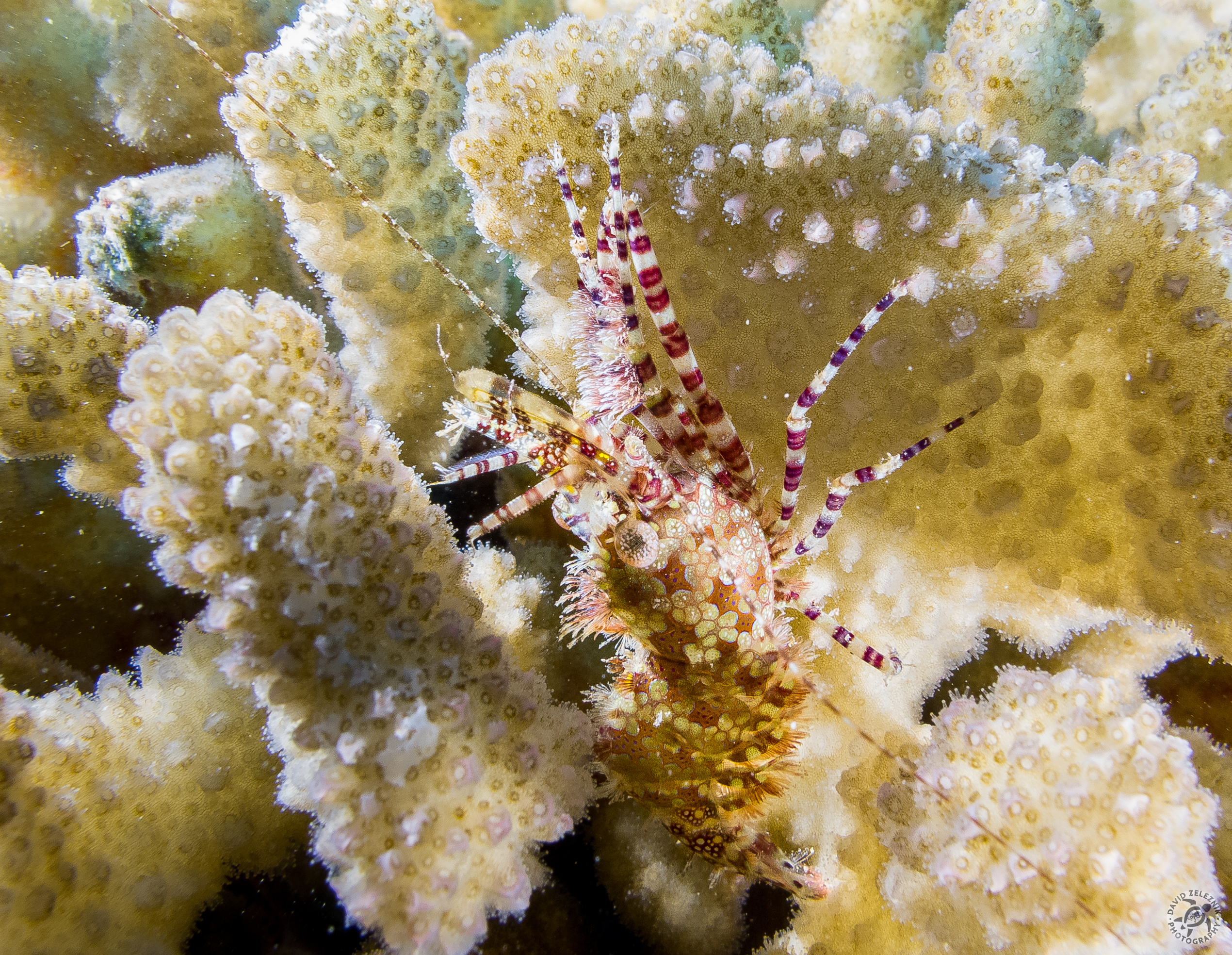 I love the eyes of this female Marbled Shrimp found clambering at twilight over a head of cauliflower coral. The females sport bristles on their body and front legs that earns them the nickname Fuller Brush Shrimp.