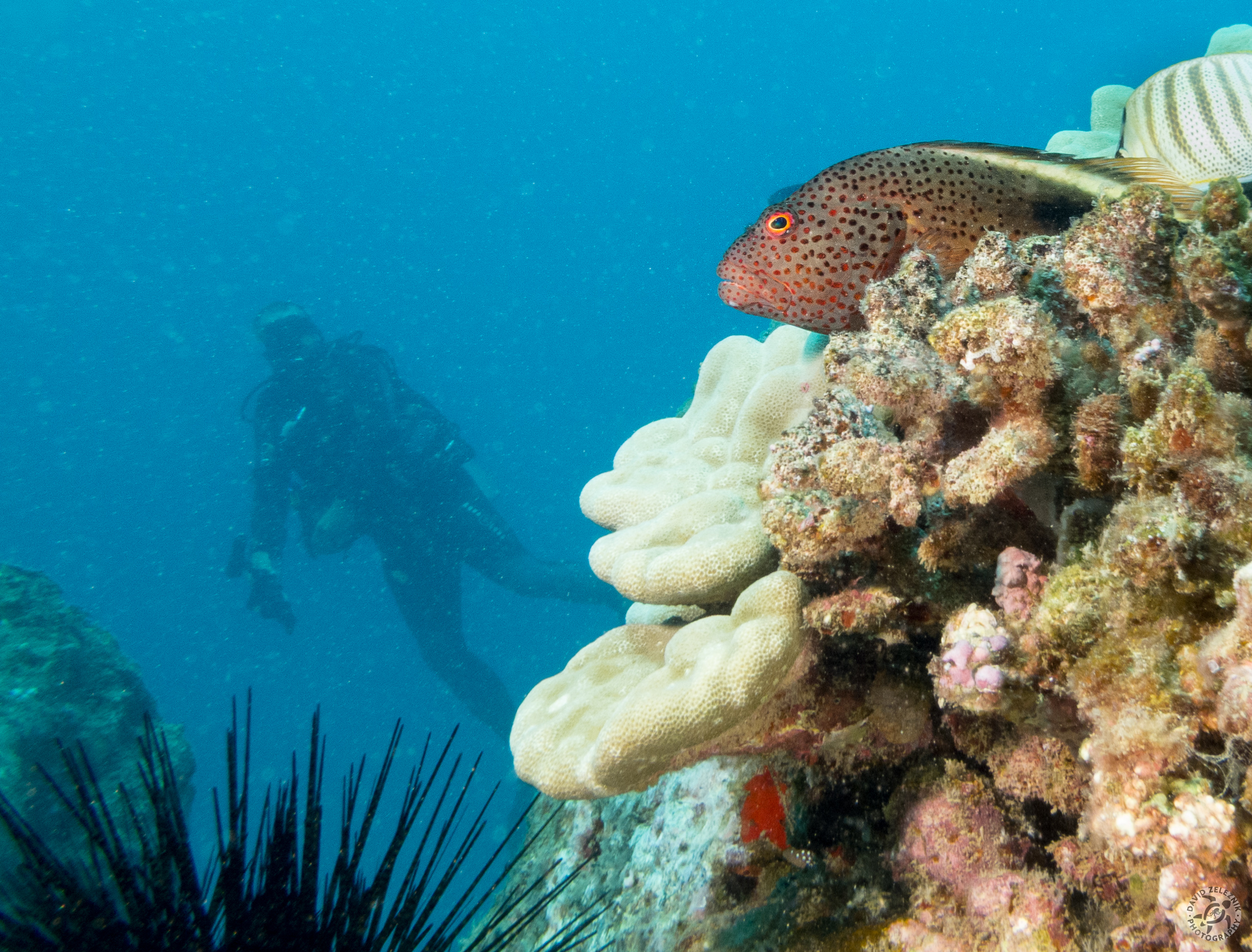 Large Blackside Hawkfish