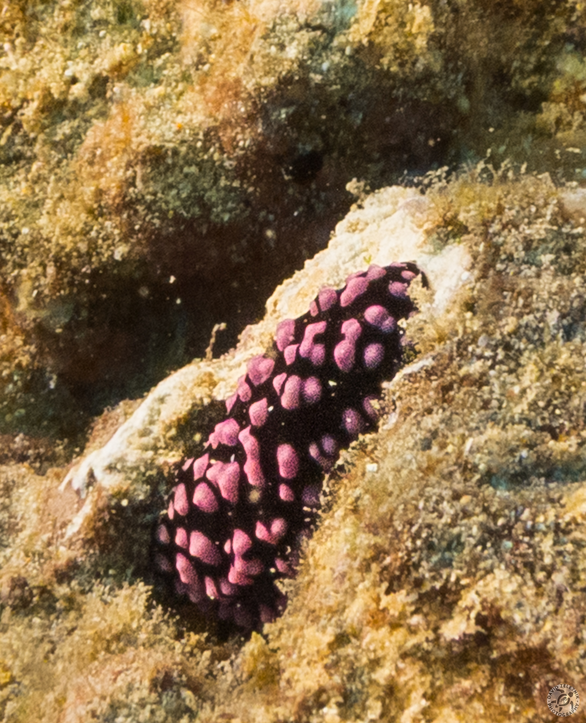 KauaiDiving2016-092