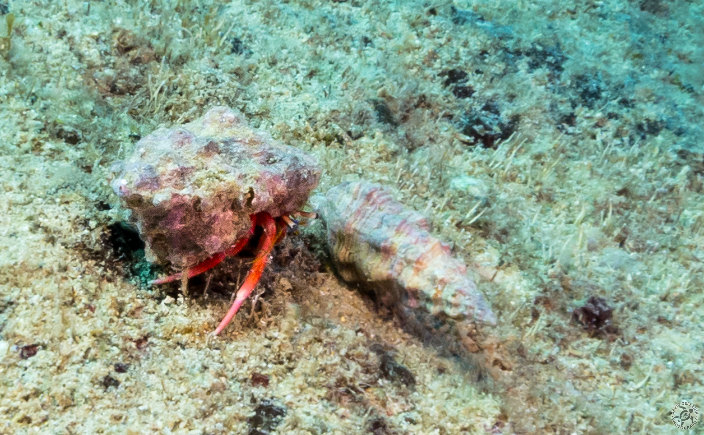 KauaiDiving2016-093
