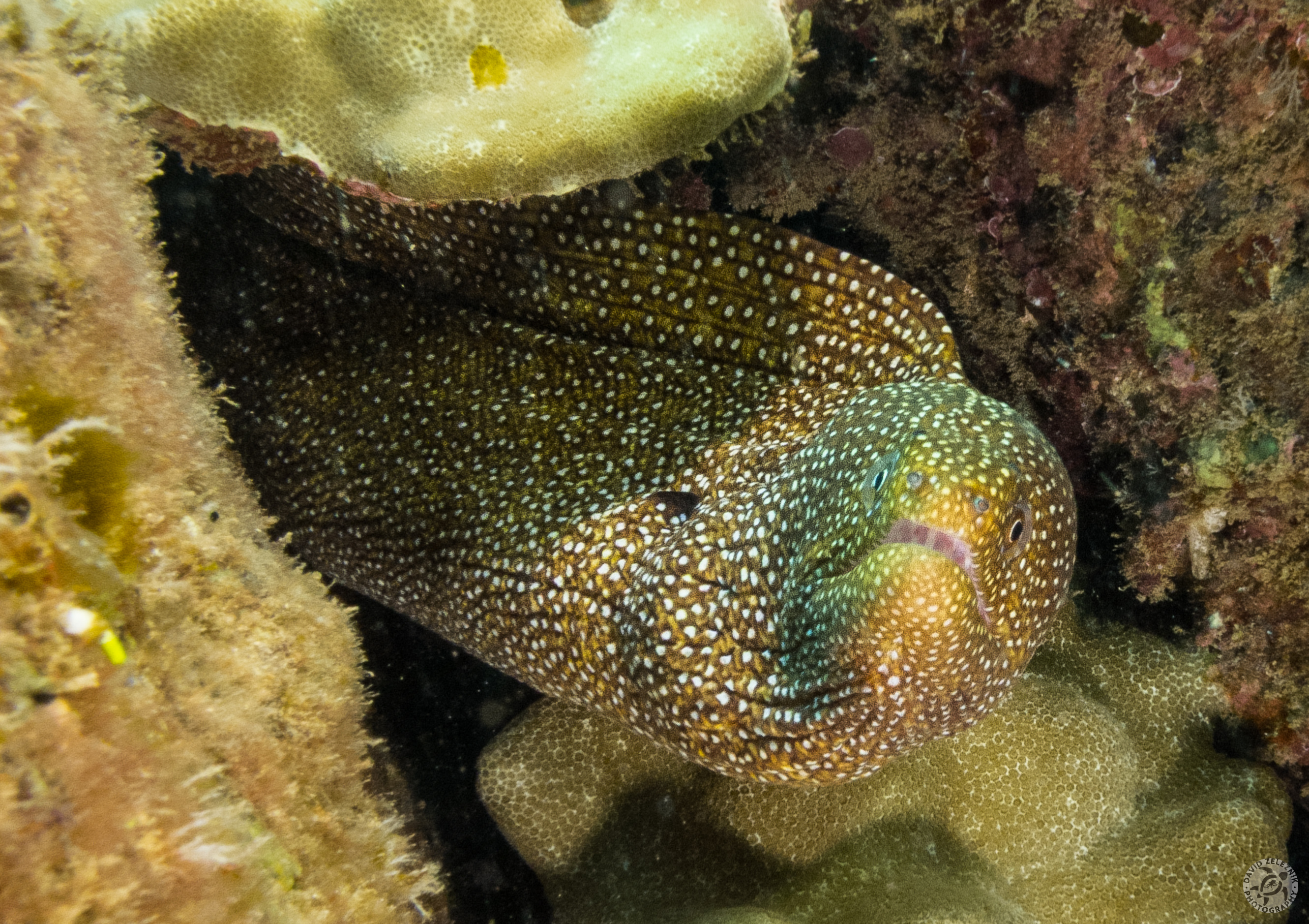 KauaiDiving2016-095