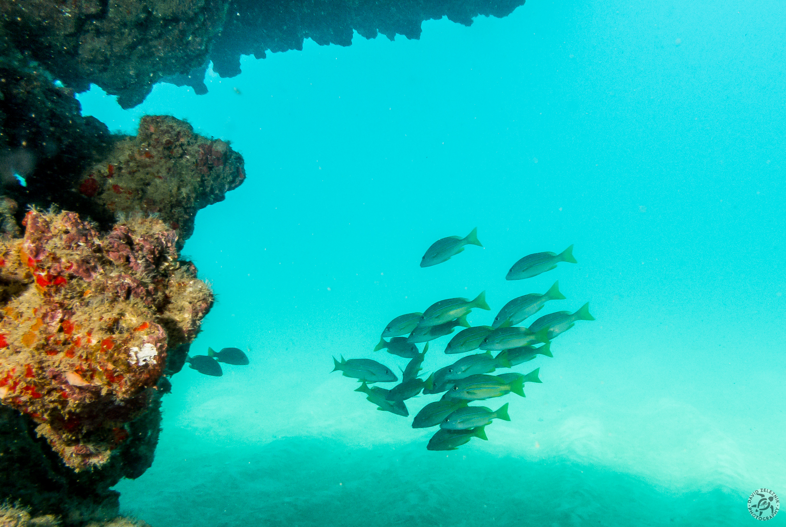Bluestripe Snapper<br/><small>Tunnels Reef, Kauai</small>