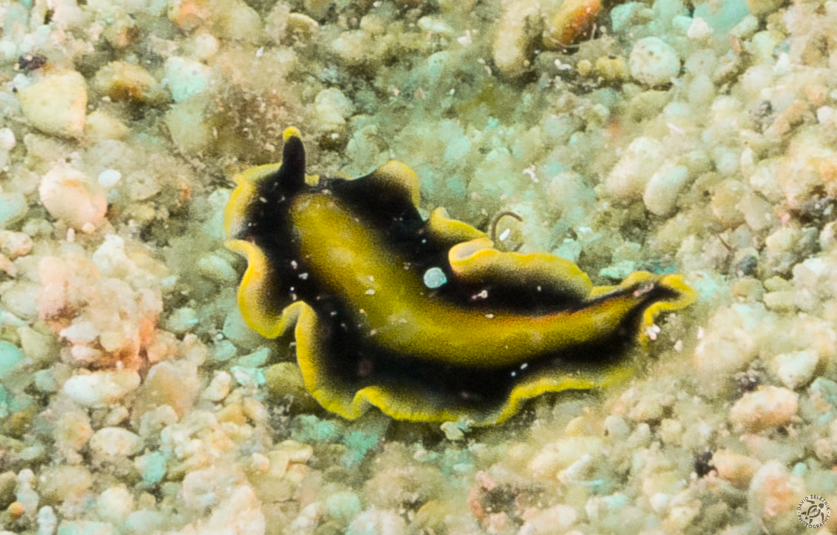 KauaiDiving2016-132