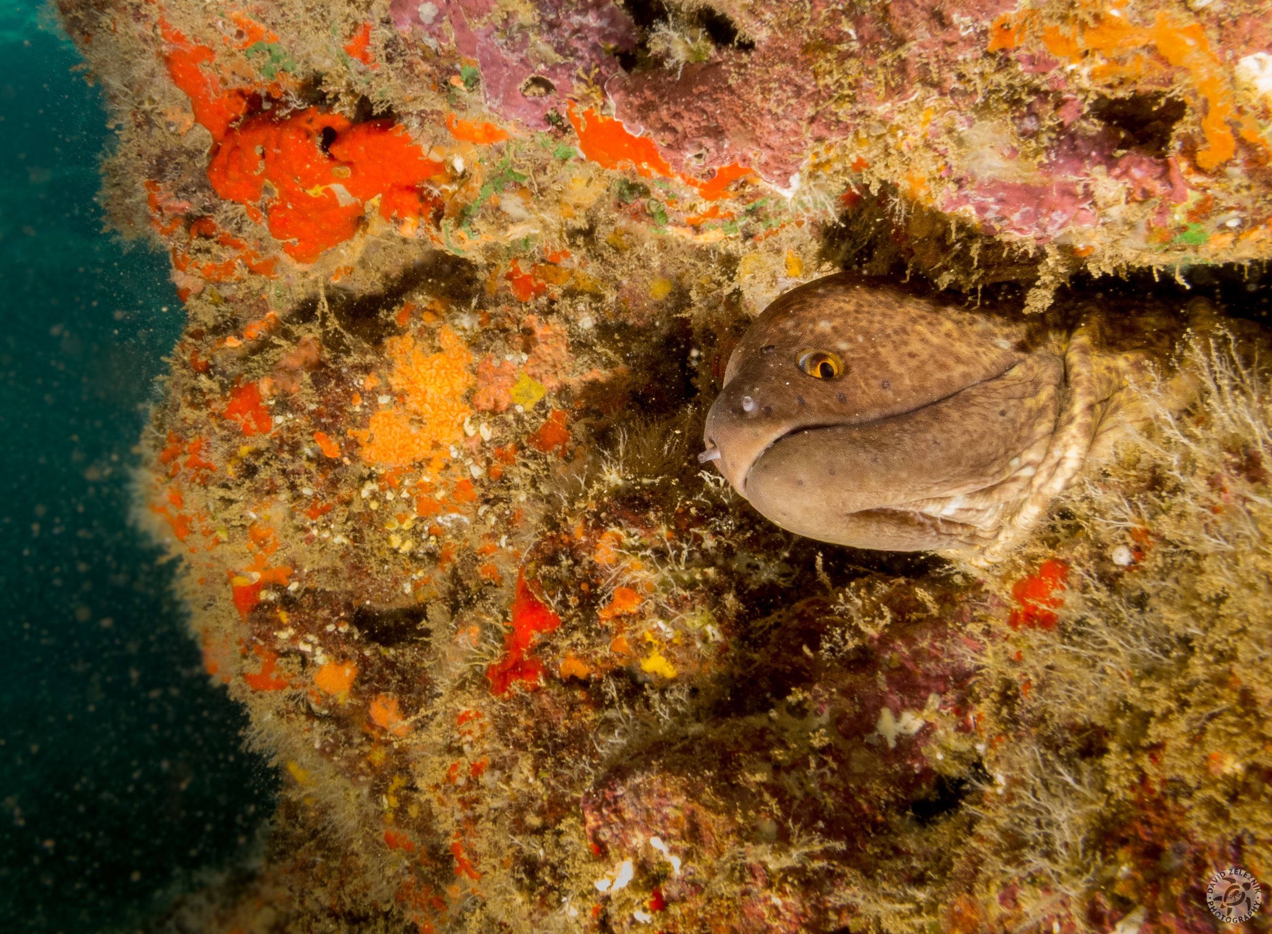 KauaiDiving2016-135