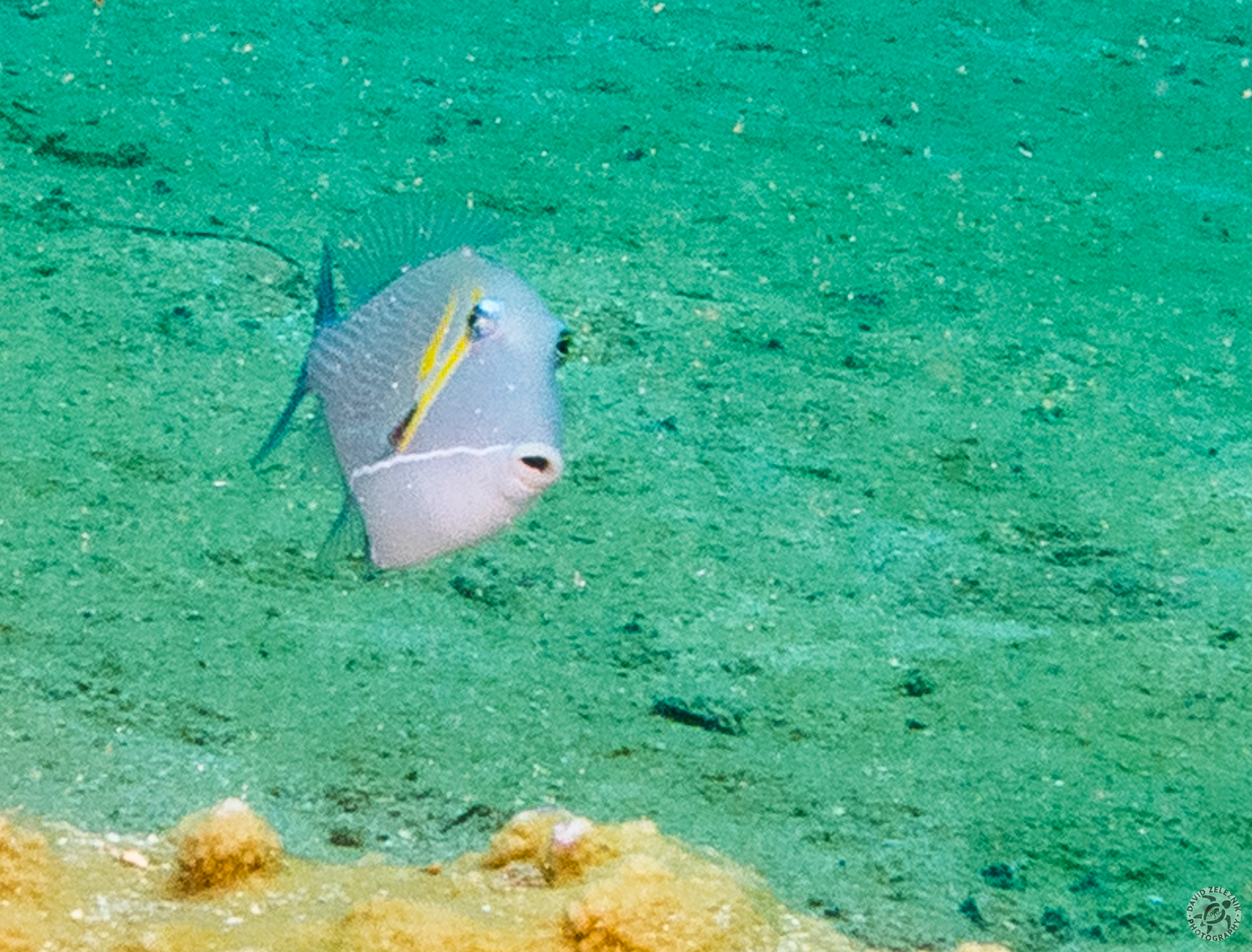 KauaiDiving2016-143