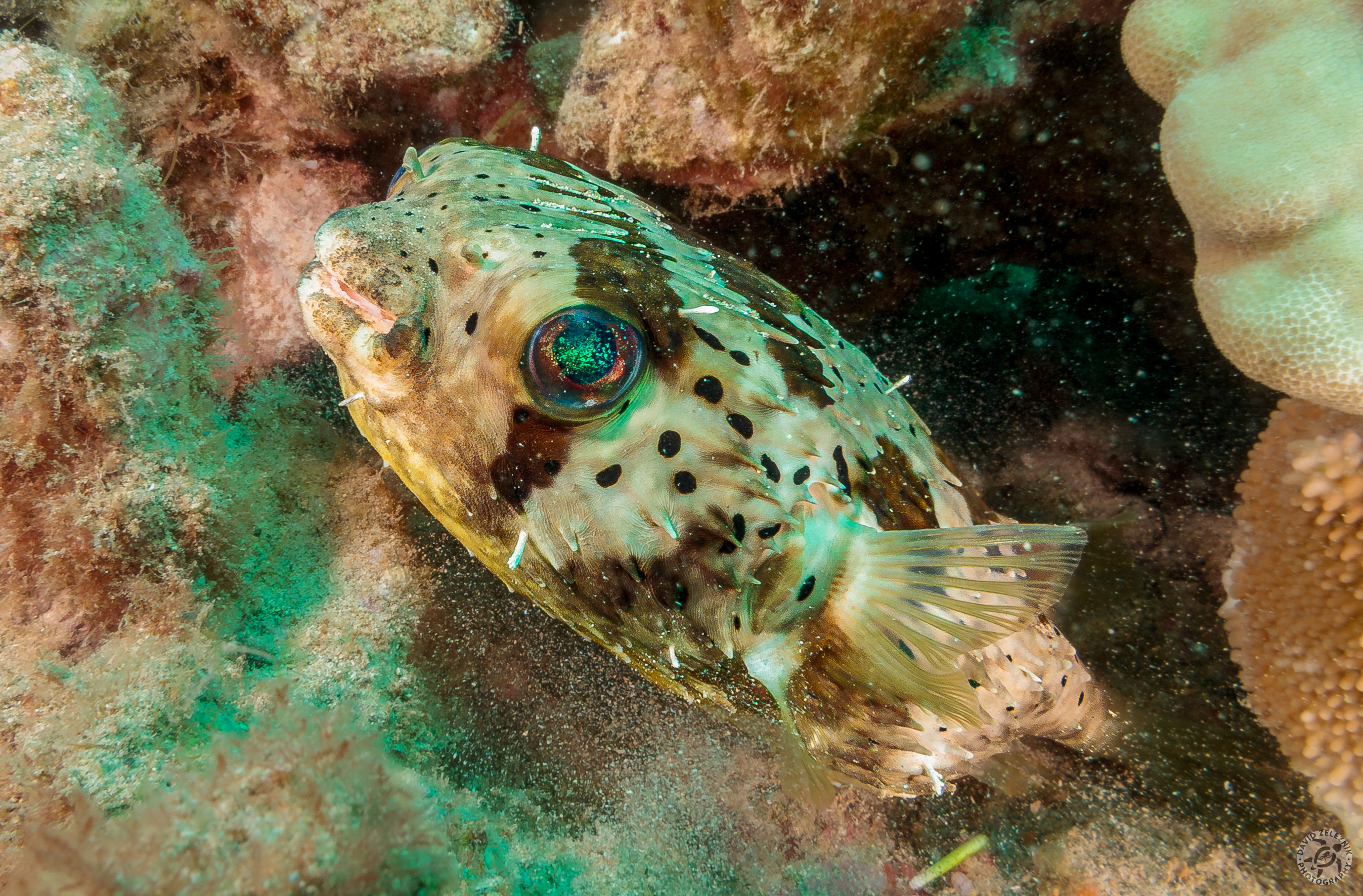Porcupinefish<br/><small>Koloa Landing dive site, Kauai</small>