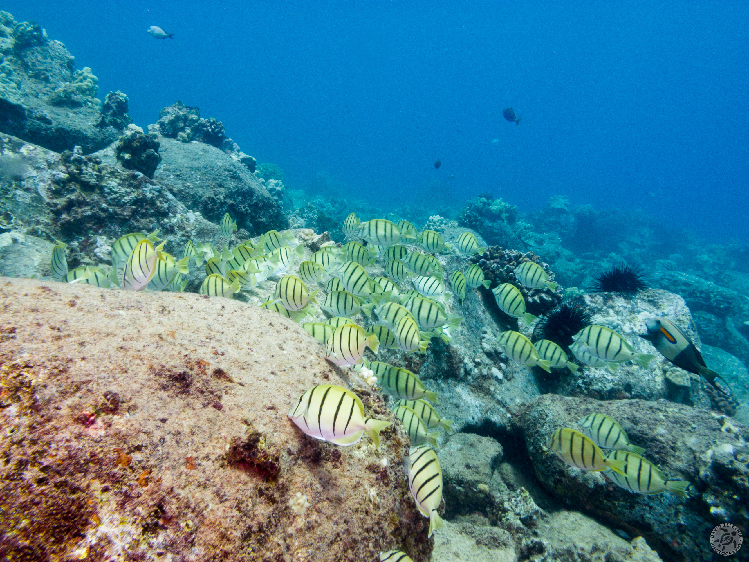 KauaiDiving2016-177
