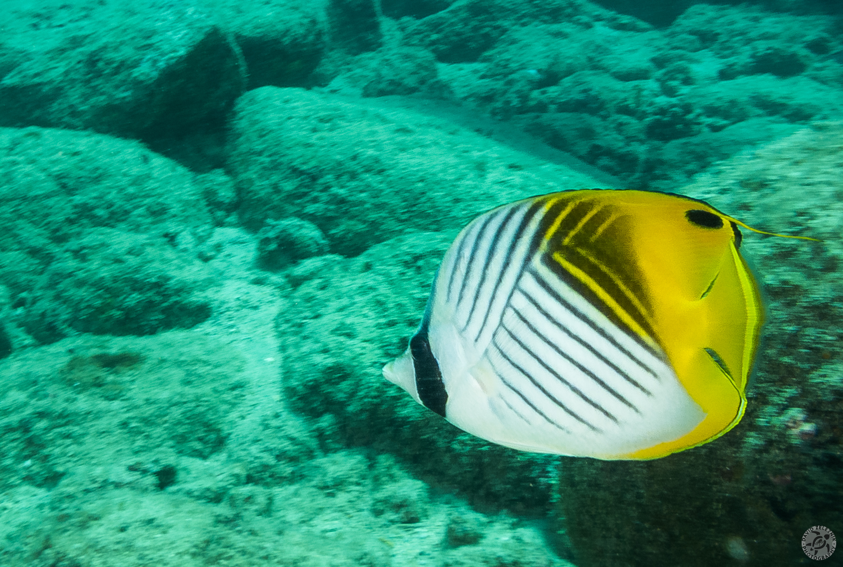 KauaiDiving2016-179