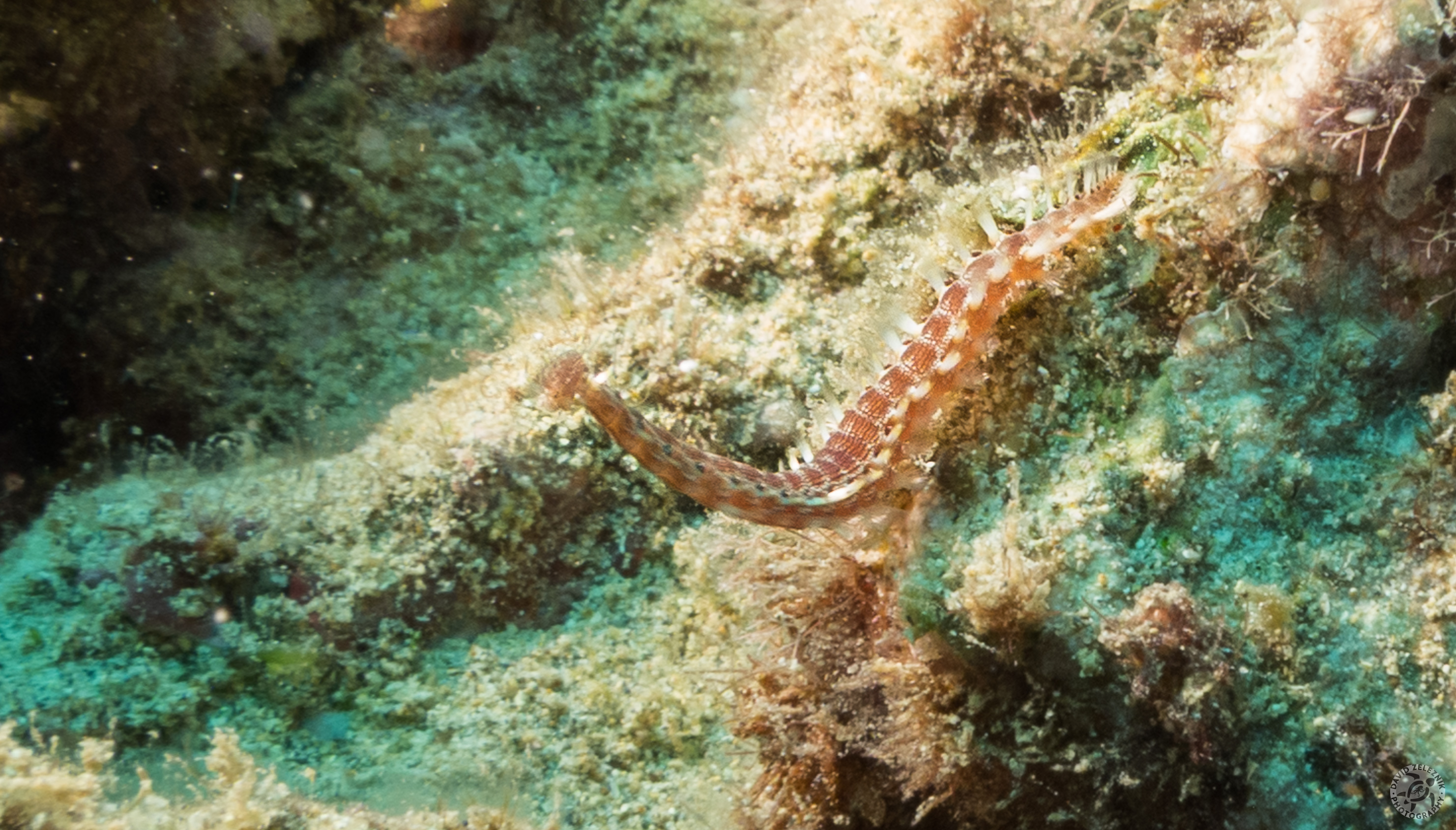 KauaiDiving2016-182