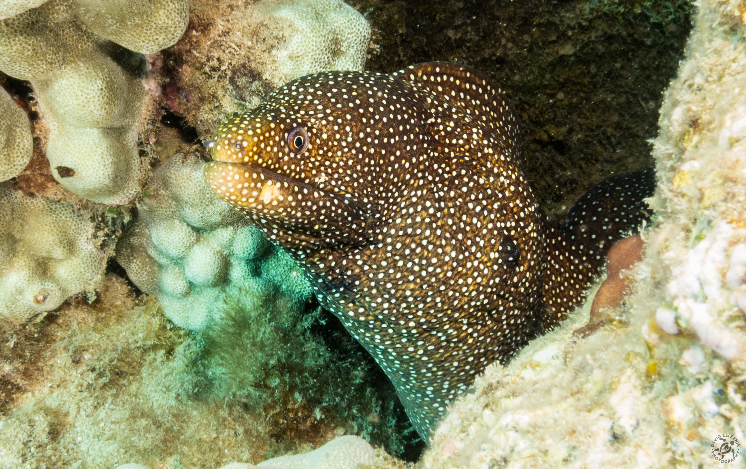 KauaiDiving2016-183