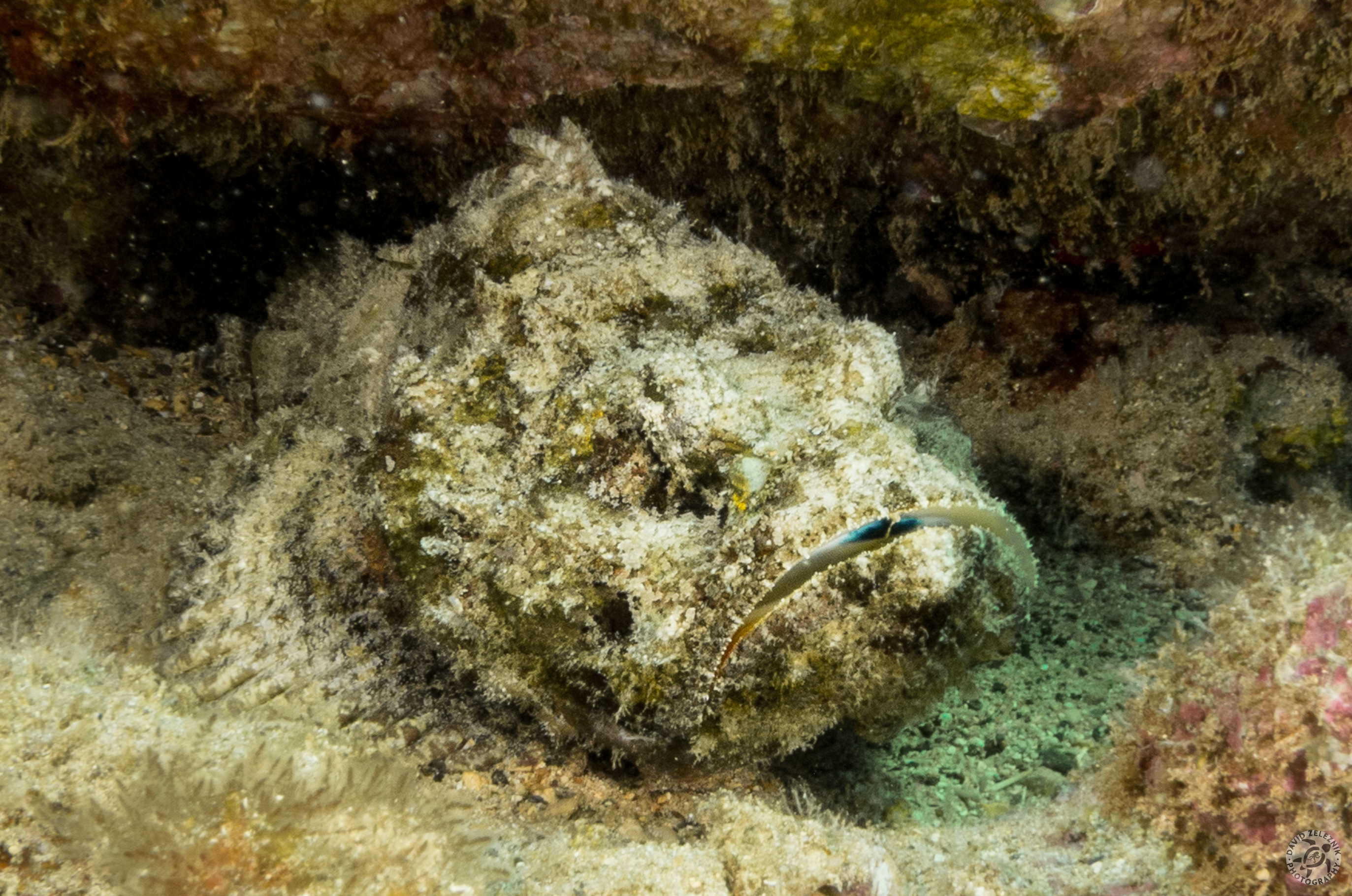 Devil Scorpionfish<br/><small>Koloa Landing dive site, Kauai</small>