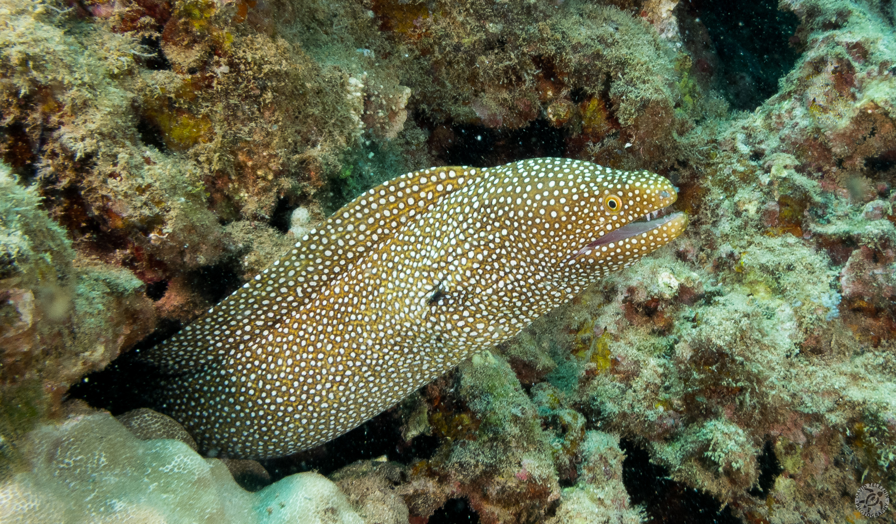 KauaiDiving2016-192