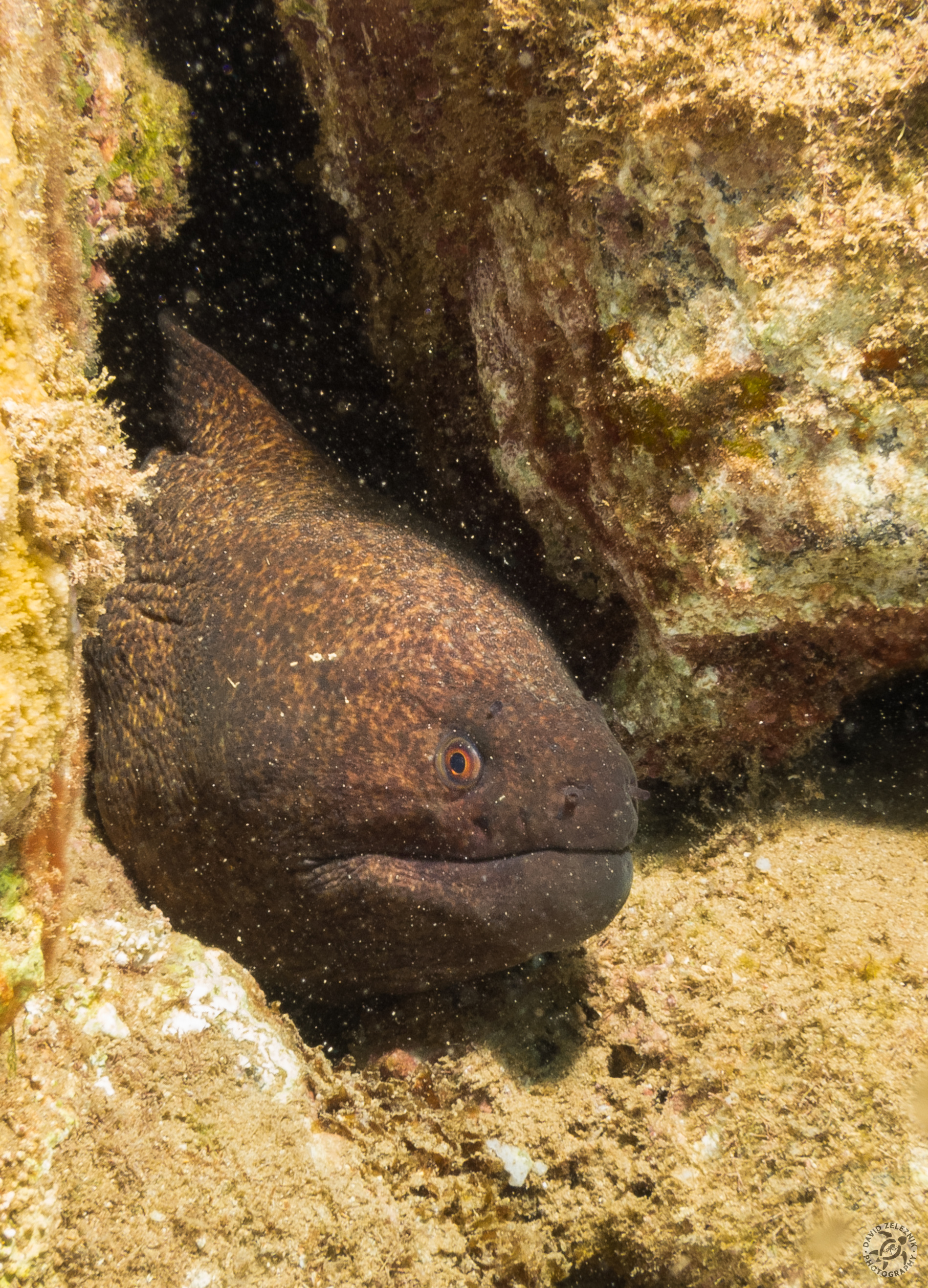 KauaiDiving2016-194