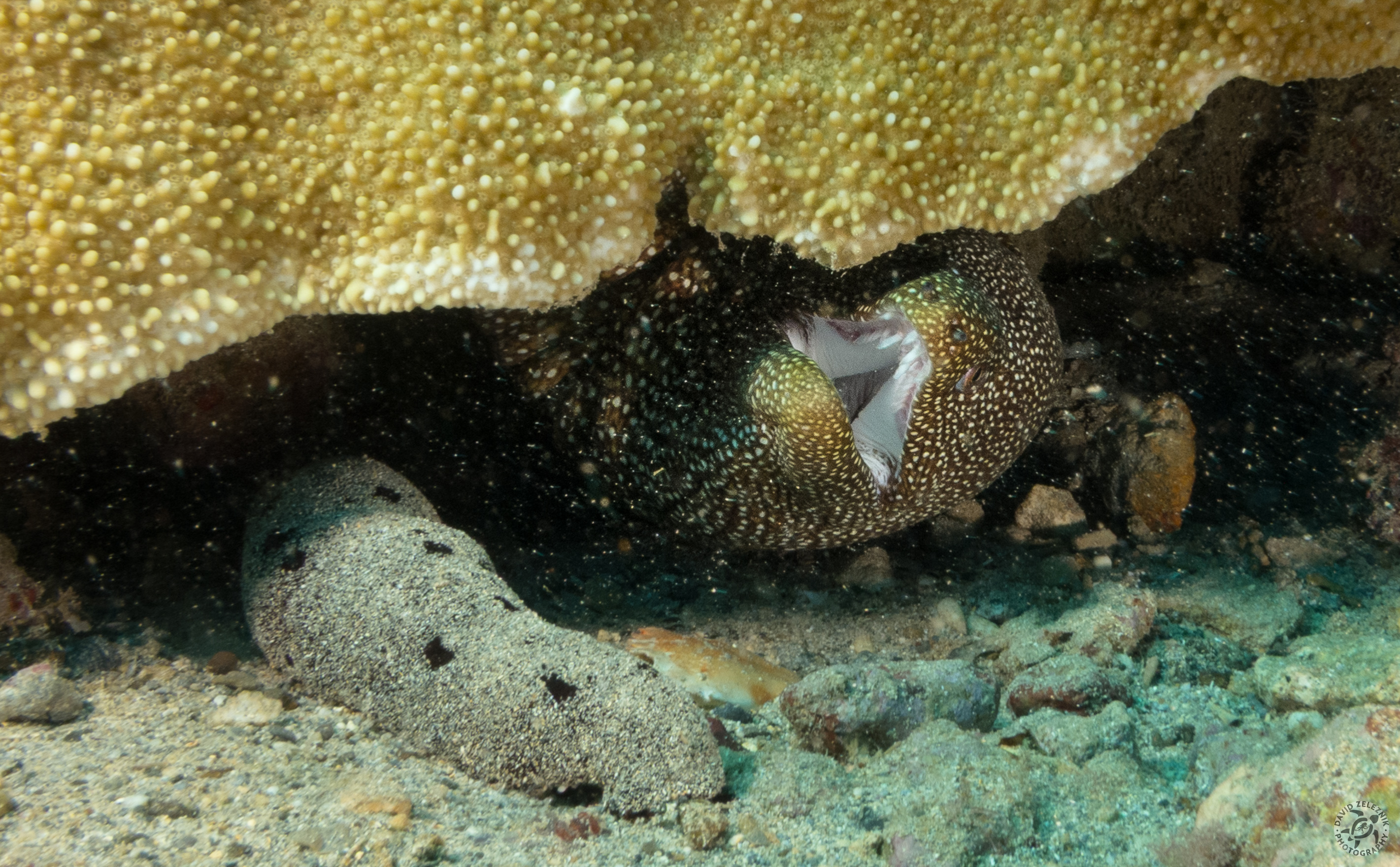 KauaiDiving2016-210