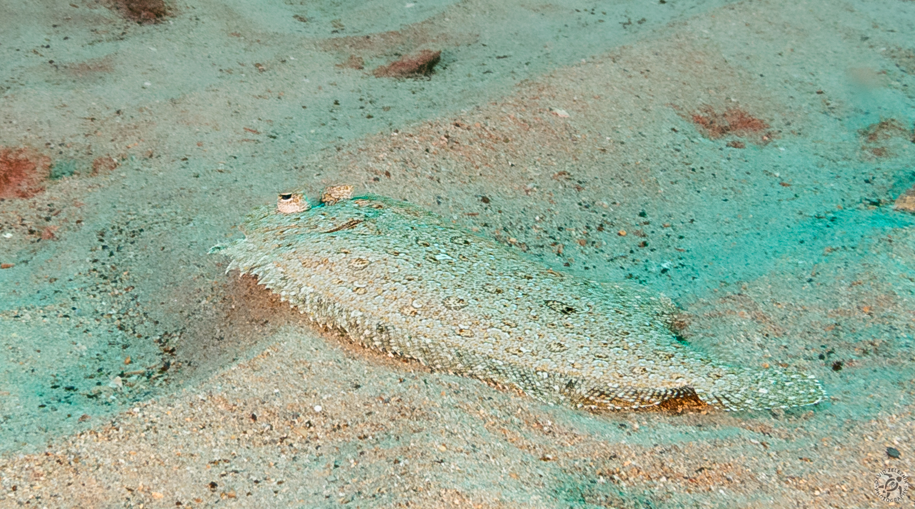 Panther Flounder, similar to the Caribbean Peacock Flounder<br/><small>Koloa Landing dive site, Kauai</small>