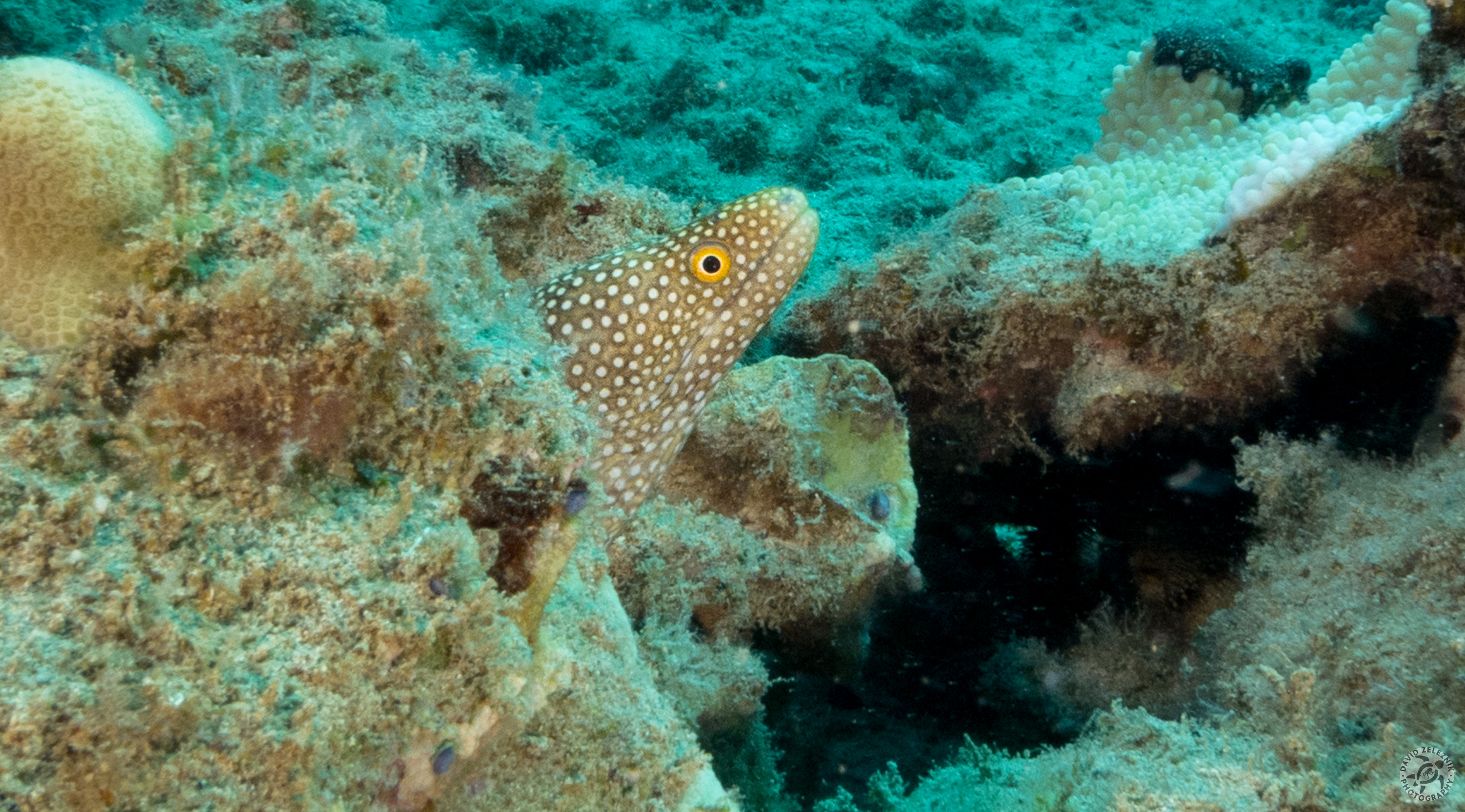 KauaiDiving2016-225