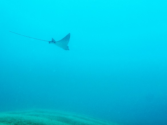 Spotted eagle ray at Tunnels. Compared to last year at the same time, North Shore conditions were fab. May 16, 2016 9:37 AM : Diving, stingray : Debra Zeleznik,Reivan Zeleznik