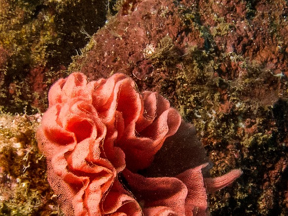 An egg sac laid by the Spanish Dancer nudibranch May 16, 2016 12:12 PM : Diving, animal, gastropod, gastropoda, hexabranchidae, hexabranchus sanguineus, mollusca, mollusk, nudibranch, nudibranchia, spanish dancer : Debra Zeleznik,Reivan Zeleznik