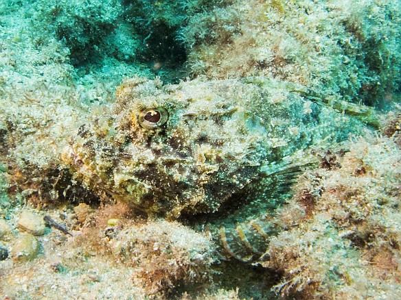 You may just be able to make out the profile of this Shortsnout Scorpionfish May 19, 2016 2:22 PM : Diving, animal, bony fish, fish, osteichthyes, perciformes, scorpaenidae, scorpionfish : Debra Zeleznik,Reivan Zeleznik