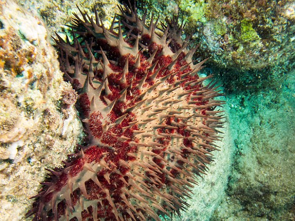 Crown of Thorns star at Koloa Landing May 19, 2016 2:42 PM : Diving, acanthaster planci, acanthasteridae, animal, asteroidea, crown-of-thorns starfish, echinoderm, echinodermata, sea star, starfish : Debra Zeleznik,Reivan Zeleznik